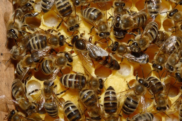 Bienenkoenigin_43a